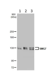 Western blot - Anti-SMG7 antibody (AB126984)