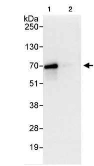Immunoprecipitation - Anti-SMG9 antibody (AB85659)