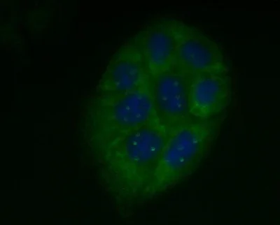 Immunocytochemistry/ Immunofluorescence - Anti-SMN/Gemin 1 antibody [2B1] (AB5831)