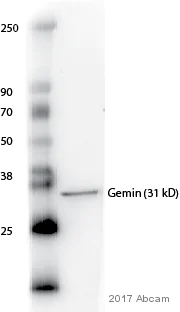 Western blot - Anti-SMN/Gemin 1 antibody [2B1] (AB5831)