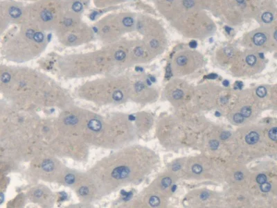 Immunohistochemistry (Formalin/PFA-fixed paraffin-embedded sections) - Anti-SMN/Gemin 1 antibody (AB232784)