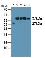 Western blot - Anti-SMN/Gemin 1 antibody (AB232784)