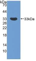 Western blot - Anti-SMN/Gemin 1 antibody (AB232784)