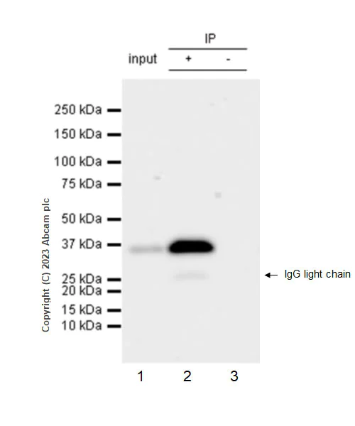 Immunoprecipitation - Anti-SMN/Gemin 1 antibody [EPR25897-27] (AB314895)