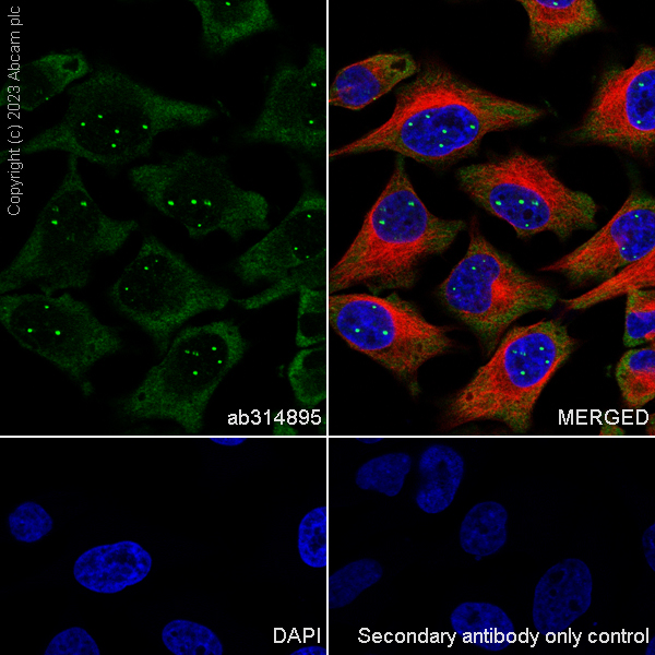 Immunocytochemistry/ Immunofluorescence - Anti-SMN/Gemin 1 antibody [EPR25897-27] - BSA and Azide free (AB314896), expandable thumbnail