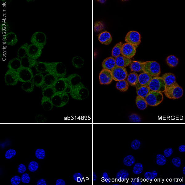 Immunocytochemistry/ Immunofluorescence - Anti-SMN/Gemin 1 antibody [EPR25897-27] - BSA and Azide free (AB314896), expandable thumbnail