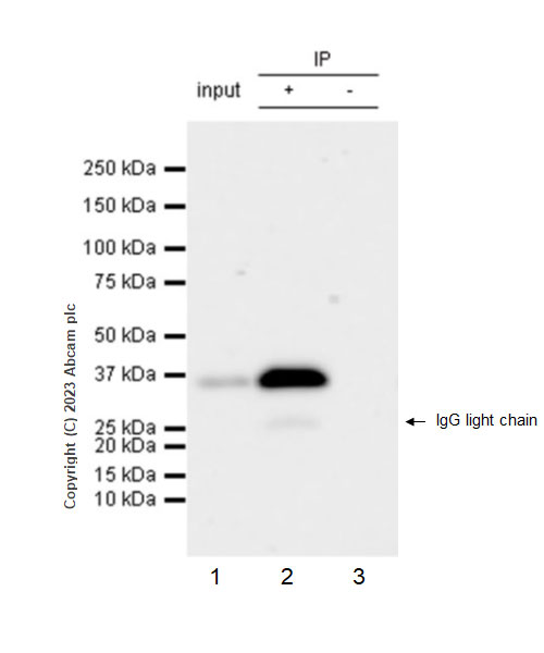 Immunoprecipitation - Anti-SMN/Gemin 1 antibody [EPR25897-27] - BSA and Azide free (ab314896), expandable thumbnail
