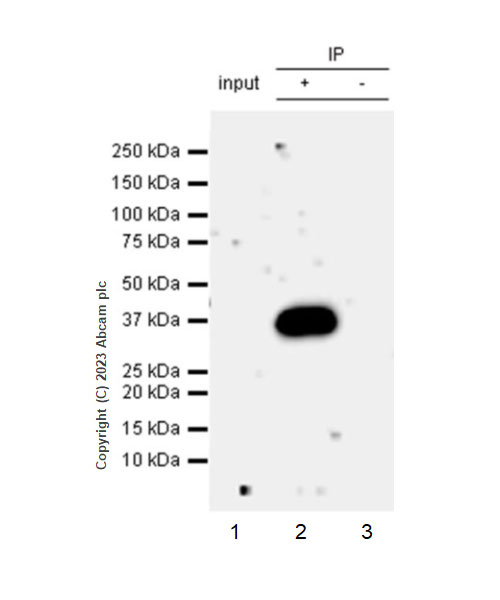 Immunoprecipitation - Anti-SMN/Gemin 1 antibody [EPR25897-27] - BSA and Azide free (AB314896), expandable thumbnail