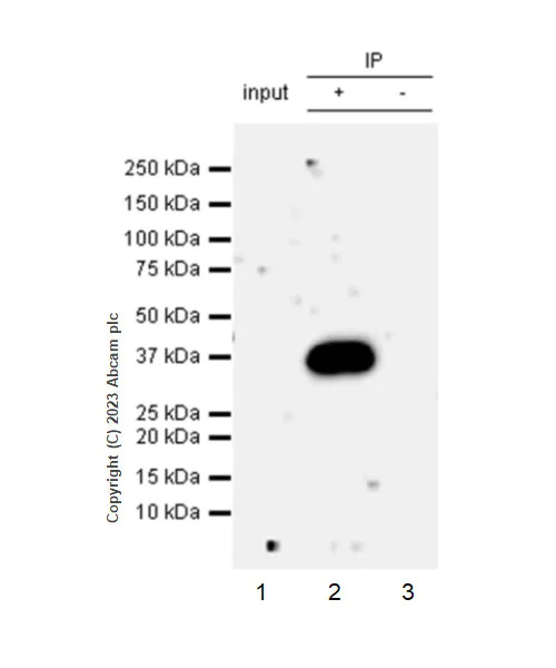 Immunoprecipitation - Anti-SMN/Gemin 1 antibody [EPR25897-27] - BSA and Azide free (AB314896)