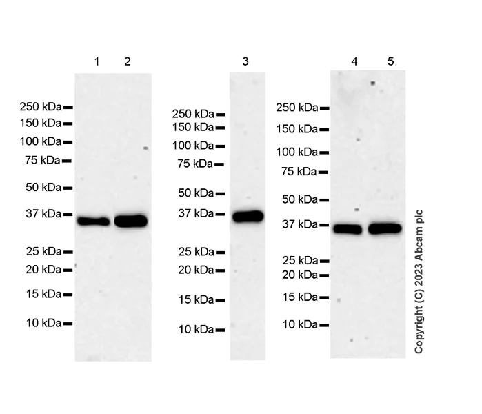 Western blot - Anti-SMN/Gemin 1 antibody [EPR25897-27] - BSA and Azide free (AB314896)