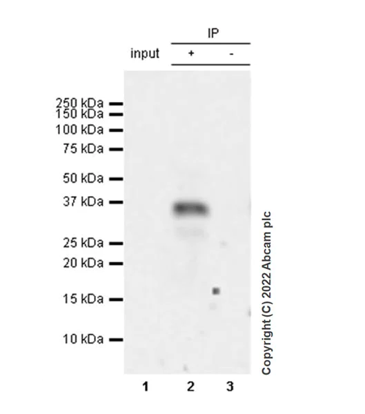 Immunoprecipitation - Anti-SMN/Gemin 1 antibody [EPR26216-68] - BSA and Azide free (AB307281)