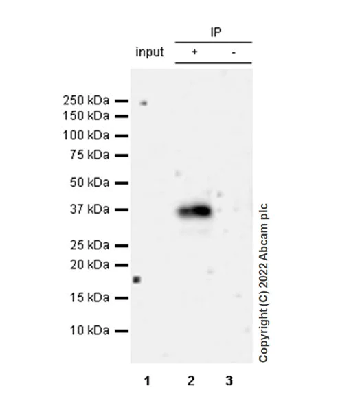 Immunoprecipitation - Anti-SMN/Gemin 1 antibody [EPR26216-68] - BSA and Azide free (AB307281)