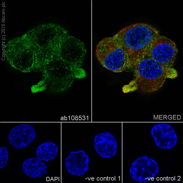 Immunocytochemistry/ Immunofluorescence - Anti-SMN/Gemin 1 antibody [EPR4429] (AB108531)