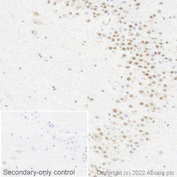 Immunohistochemistry (Frozen sections) - Anti-SMN/Gemin 1 antibody [EPR4429] (AB108531)