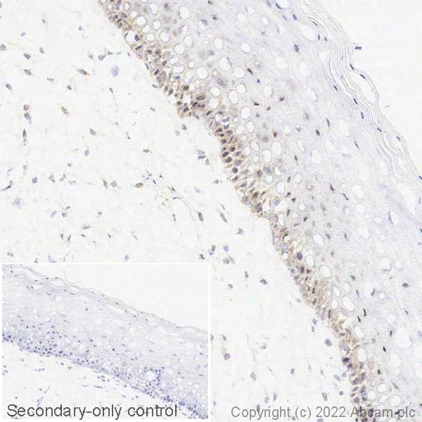 Immunohistochemistry (Frozen sections) - Anti-SMN/Gemin 1 antibody [EPR4429] - BSA and Azide free (AB247685)