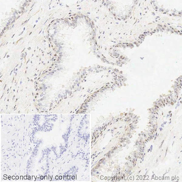 Immunohistochemistry (Frozen sections) - Anti-SMN/Gemin 1 antibody [EPR4429] - BSA and Azide free (AB247685)