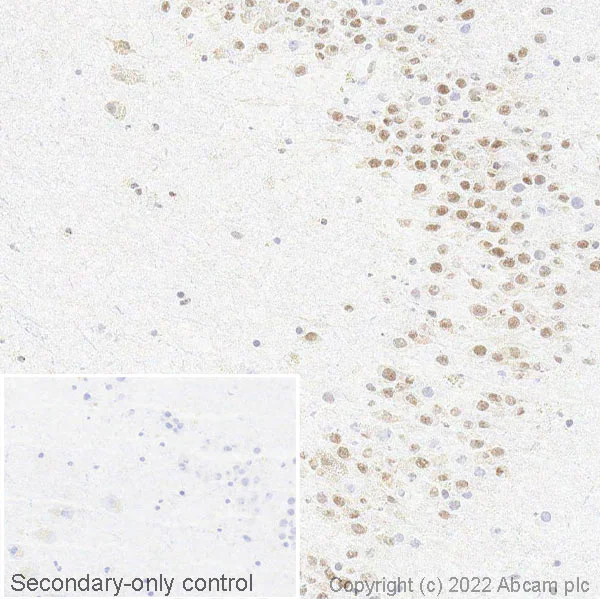 Immunohistochemistry (Frozen sections) - Anti-SMN/Gemin 1 antibody [EPR4429] - BSA and Azide free (AB247685)