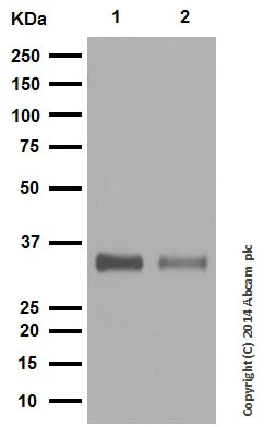 Western blot - Anti-SMN/Gemin 1 antibody [EPR4429] - BSA and Azide free (AB247685)