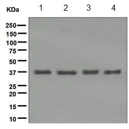 Western blot - Anti-SMN/Gemin 1 antibody [EPR4429] - BSA and Azide free (AB247685)
