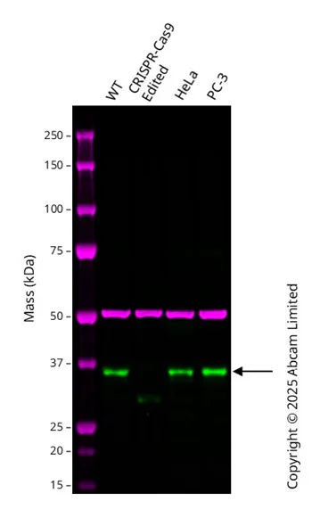 Western blot - Anti-SMN/Gemin 1 antibody [EPR4429] - BSA and Azide free (AB247685)