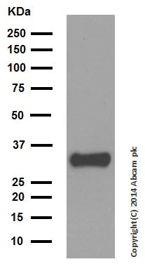 Western blot - Anti-SMN/Gemin 1 antibody [EPR4429] - BSA and Azide free (AB247685)