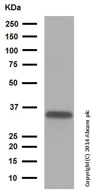 Western blot - Anti-SMN/Gemin 1 antibody [EPR4429] - BSA and Azide free (AB247685)