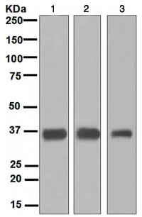 Western blot - Anti-SMN/Gemin 1 antibody [EPR4430] - BSA and Azide free (AB247668)