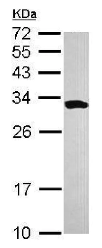 Western blot - Anti-SMNDC1 antibody (AB227952)
