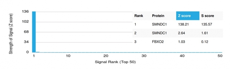 Protein Array - Anti-SMNDC1 antibody [PCRP-SMNDC1-1A9] (AB277099), expandable thumbnail