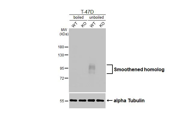 Western blot - Anti-SMO antibody [HL2975] - BSA and Azide free (AB325873)