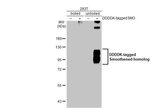 Western blot - Anti-SMO antibody [HL2975] - BSA and Azide free (AB325873)