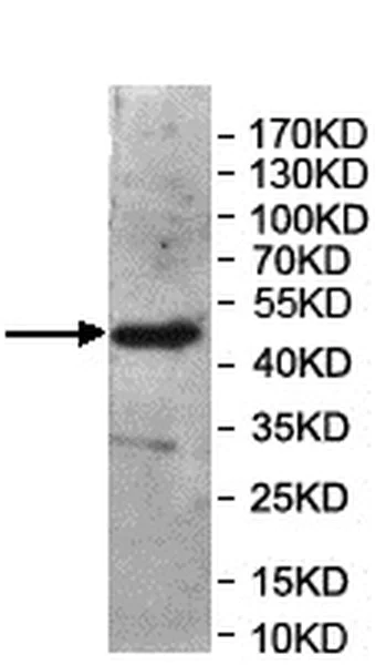 Western blot - Anti-SMOC1 antibody (AB200219)