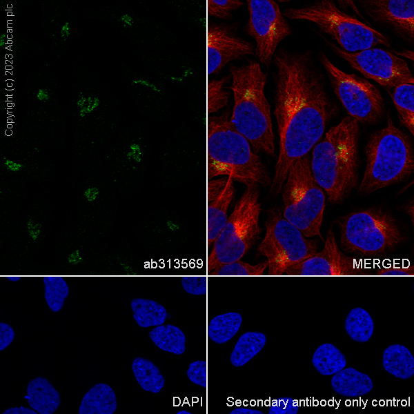Immunocytochemistry/ Immunofluorescence - Anti-SMOC1 antibody [EPR26922-29] - BSA and Azide free (AB313570), expandable thumbnail