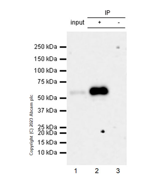 Immunoprecipitation - Anti-SMOC1 antibody [EPR26922-29] - BSA and Azide free (AB313570), expandable thumbnail