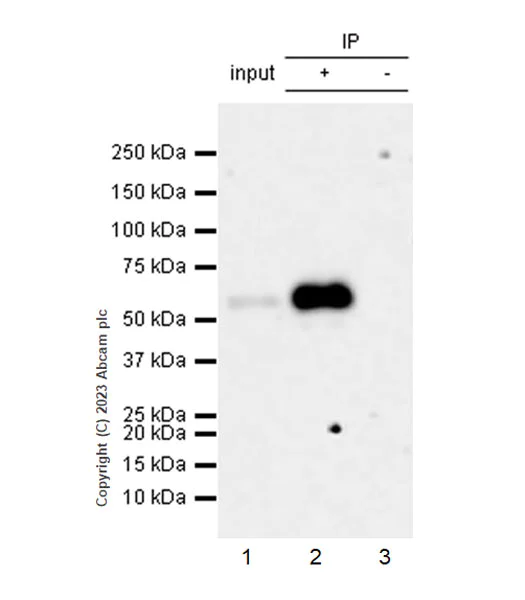 Immunoprecipitation - Anti-SMOC1 antibody [EPR26922-29] - BSA and Azide free (AB313570)