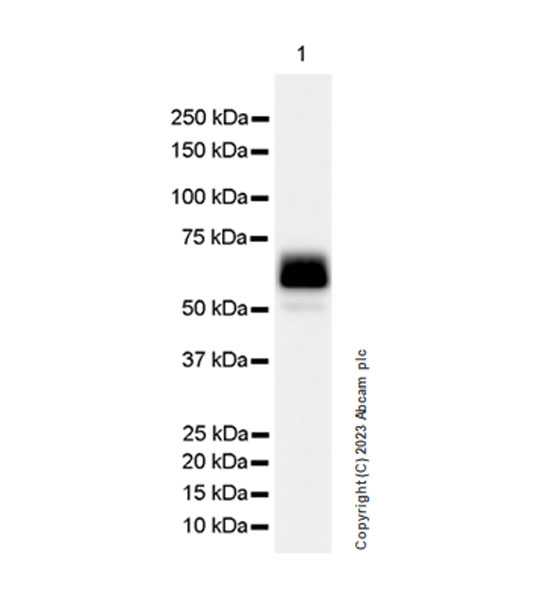 Western blot - Anti-SMOC1 antibody [EPR26922-31] (AB313571), expandable thumbnail