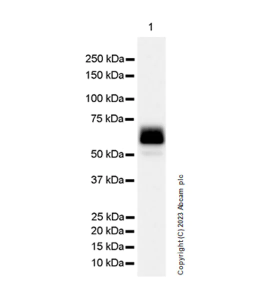 Western blot - Anti-SMOC1 antibody [EPR26922-31] - BSA and Azide free (AB313572)