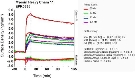 OI-RD Scanning - Anti-smooth muscle Myosin heavy chain 11 antibody [EPR5335] - BSA and Azide free (AB247958)