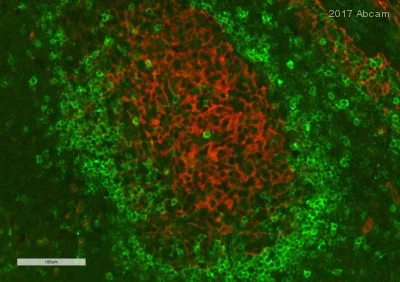 Immunohistochemistry (Formalin/PFA-fixed paraffin-embedded sections) - Anti-smooth muscle Myosin heavy chain I antibody [SMMS-1] - BSA and Azide free (AB212657)