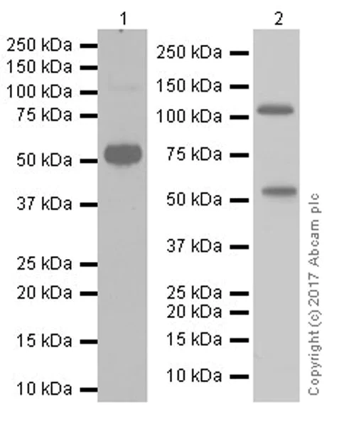 Western blot - Anti-Smoothelin antibody [EPR20044] (AB219652)
