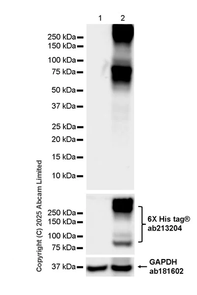 Western blot - Anti-Smoothened antibody [18-10-10] (AB325489)