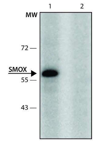 Western blot - Anti-SMOX antibody (AB213631)