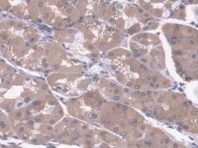 Immunohistochemistry (Formalin/PFA-fixed paraffin-embedded sections) - Anti-SMP30 antibody (AB233007)