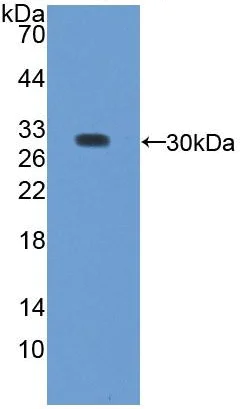 Western blot - Anti-SMP30 antibody (AB233007)