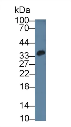 Western blot - Anti-SMP30 antibody (AB233007)