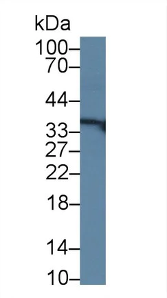Western blot - Anti-SMP30 antibody (AB233007)