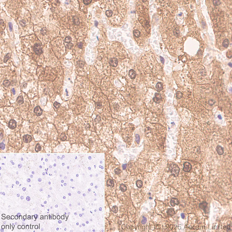 Immunohistochemistry (Formalin/PFA-fixed paraffin-embedded sections) - Anti-SMP30 antibody [EPR29674-517] (AB324949)