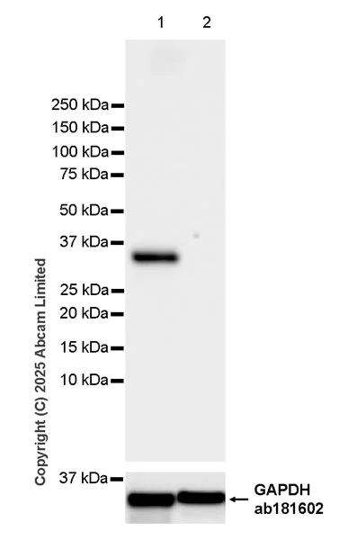 Western blot - Anti-SMP30 antibody [EPR29674-517] (AB324949)