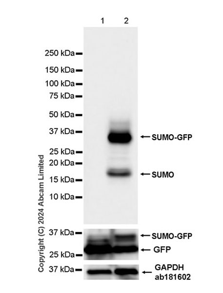 Western blot - Anti-Smt3 antibody [EPR28614-578] (AB322402), expandable thumbnail