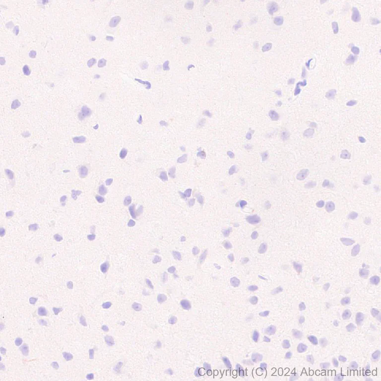 Immunohistochemistry (Formalin/PFA-fixed paraffin-embedded sections) - Anti-Smt3 antibody [EPR28614-578] - BSA and Azide free (AB324844)